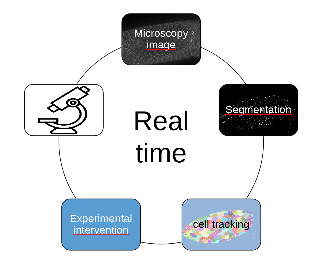 Image segmentation workflow